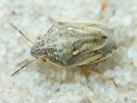 Neottiglossa leporina