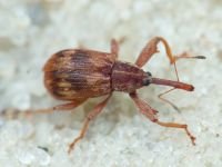 Anthonomus (Furcipus) rectirostris