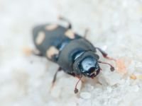 Glischrochilus (Librodor) quadrisignatus