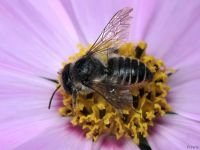 Megachile willughbiella