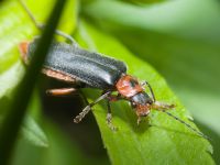 Cantharidae