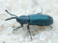 Mecinus janthinus