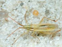 Miridae