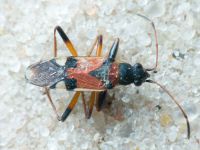 Beosus quadripunctatus