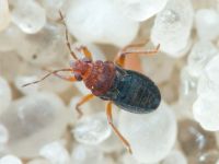 Hebrus ruficeps