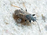 Heteroptera