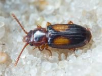 Coleoptera