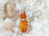 Coleoptera