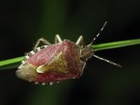 Dolycoris baccarum