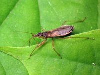 Nabis rugosus