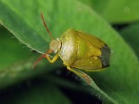 Piezodorus lituratus