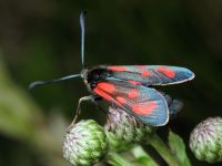 Zygaena loti