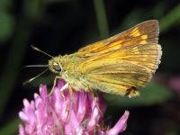 Ochlodes sylvanus