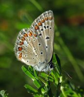 Polyommatus icarus
