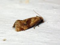 Phalonidia contractana