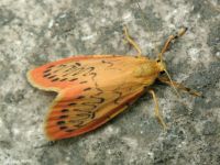 Miltochrista miniata