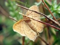 Idaea ochrata