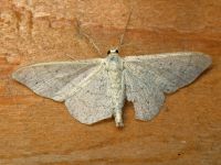 Geometridae