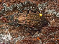 Carabus (Carabus) granulatus