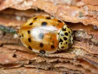 Harmonia quadripunctata