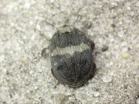 Byrrhus fasciatus