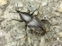 Sphenophorus striatopunctatus