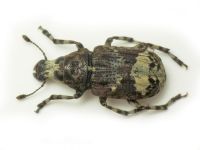 Tropideres albirostris
