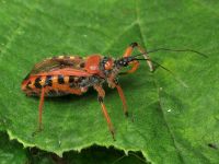 Rhynocoris iracundus