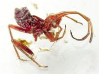 Heteroptera
