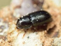 Orthocis perrisi