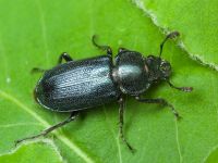 Platycerus caraboides