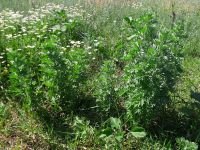 Artemisia vulgaris