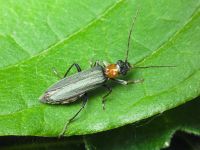 Oedemera croceicollis