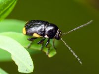 Cryptocephalus (Cryptocephalus) moraei