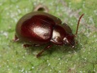 Chrysolina (Chrysolina) staphylaea