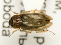 Helophorus