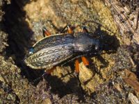 Carabus (Carabus) granulatus