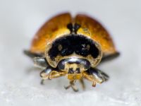Hippodamia variegata