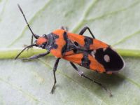 Lygaeus simulans