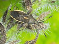 Maccevethus corsicus corsicus