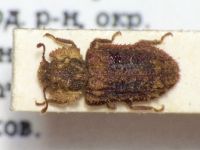 Endophloeus marcovichianus