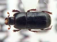 Cylister elongatus