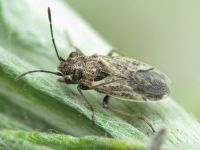 Nysius thymi