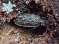 Carabus (Carabus) granulatus