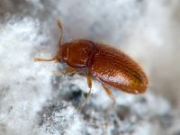 Mycetaea subterranea