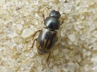 Aphodius