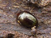 Scaphidema metallicum