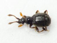 Bryaxis bulbifer