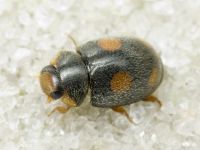 Platynaspis luteorubra