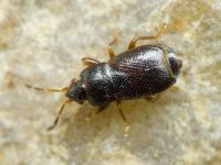 Plinthisus pusillus